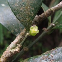 Suregada lanceolata (Willd.) Kuntze